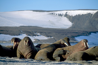 Svalbard Cruise: Glaciers, walruses and Mount Alkhornet