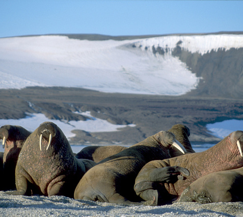 Svalbard Cruise: Glaciers, walruses and Mount Alkhornet