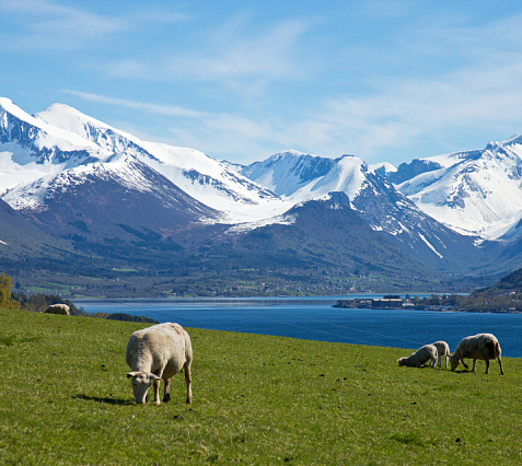 Travelling on the Zodiac: from Isfjorden to Barentsburg