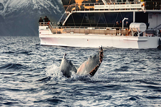 Whale Safari from Tromsø