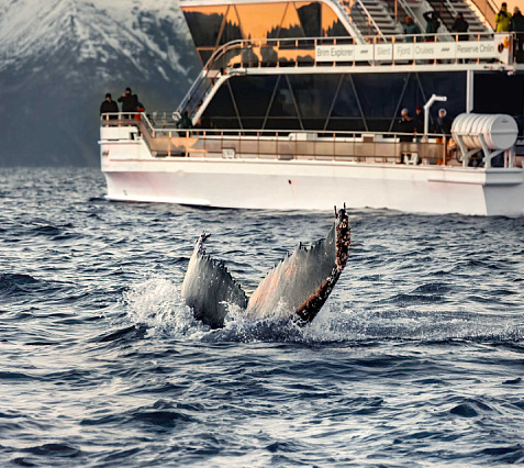 Whale Safari from Tromsø