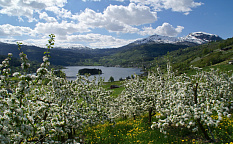 Sognefjord - Hardangerfjord - Bergen, approx. 270 km - Images 0